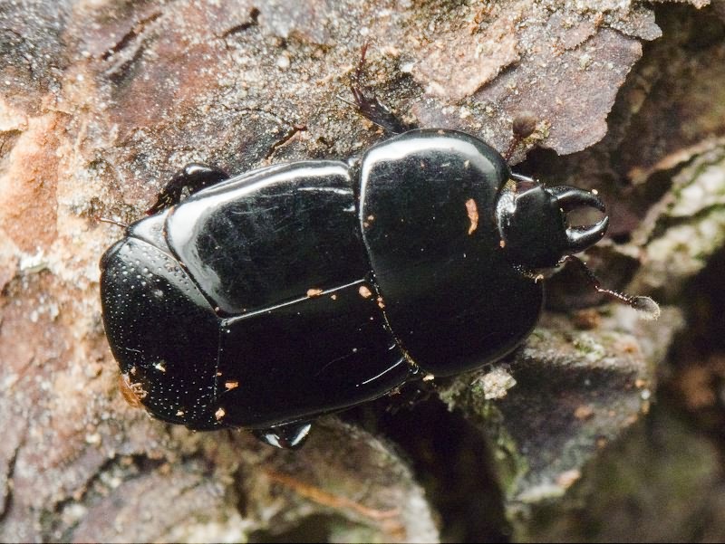Hololepta plana (Sulzer, 1776)